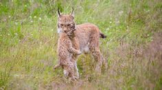 a lynx walking through tall grass with its mouth open