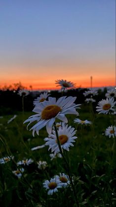 the sun is setting over a field full of daisies