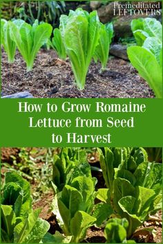 lettuce growing in the ground with text overlay how to grow romaine lettuce from seed to harvest