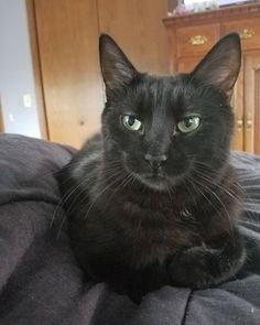 a black cat sitting on top of a bed