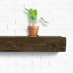 a potted plant sitting on top of a wooden shelf