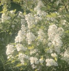 some white flowers and green leaves in the sun