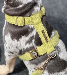 the dog is wearing a yellow harness