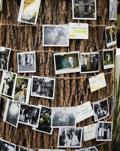 a tree with many pictures hanging on it's bark and photos pinned to the trunk