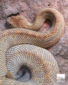 a large brown snake laying on top of a rock next to it's head