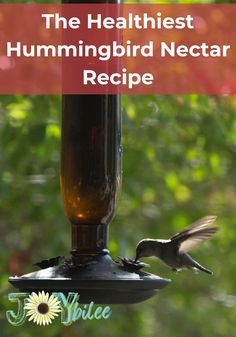 the hummingbird nectar recipe is an easy way to attract birds and make them happy