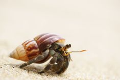 two large bugs sitting next to each other on top of a sandy beach covered in sand