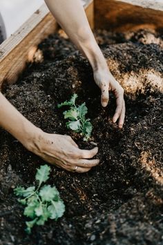 someone is digging in the dirt with their hands to plant some plants on the ground