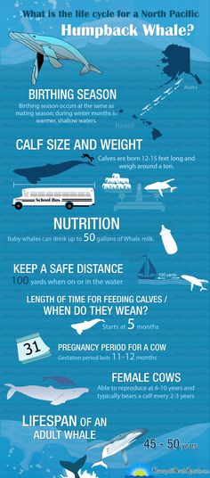 an info poster showing the different types of whales