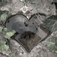 a heart shaped hole in the ground with ivy growing around it, surrounded by leaves and flowers