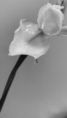 black and white photograph of a flower with water droplets on it's petals in the foreground