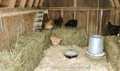 several chickens in a barn eating hay