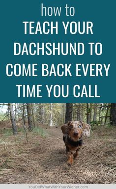 a dog running through the woods with text overlaying how to teach your dachshund to come back every time you call