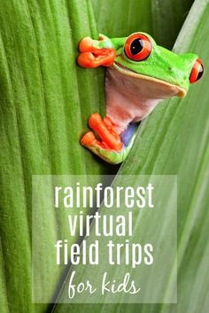 a frog peeking out from behind a green leaf with text overlay reading rainforest virtual field trips for kids