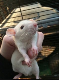 a white rat sitting on top of someone's hand in front of a cage