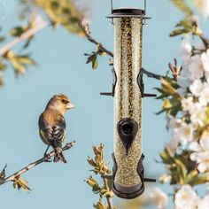 a bird feeder hanging from a tree branch with flowers in the foreground and a small bird perched on it's perch