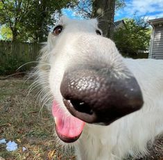 a close up of a dog with its tongue out