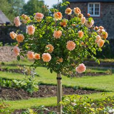 a tree with pink flowers in the middle of a garden