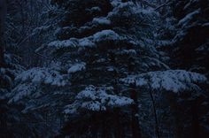 snow covered pine trees in the woods at night