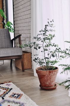 a potted plant sitting on top of a wooden floor next to a chair and window