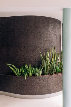 curved cork wall rounded cork wall dark cork plants Cork Interior Design, Curved Wall Design, Grant Thornton, Material Samples, Millwork Details