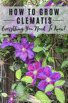 Clematis Vine Care: Planting, Growing and Pruning Tips Growing Clematis, Garden Knowledge, Clematis Care, Clematis Varieties, Longfield Gardens, Autumn Clematis, Purple Clematis, Clematis Plants, Clematis Vine