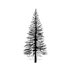 a black and white photo of a pine tree