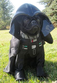 a dog dressed up as darth vader sitting in the grass