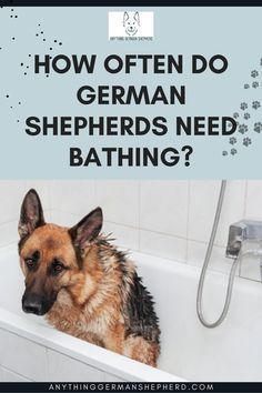 a german shepherd sitting in a bathtub with the caption how often do german shepherds need bathing?