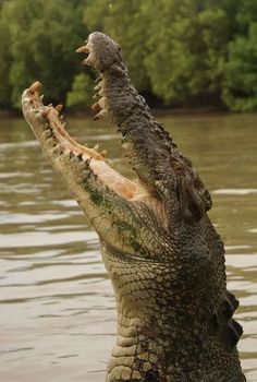 an alligator is in the water with its mouth open