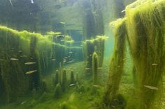 an underwater scene with algae and fish in the water