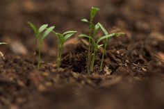 small green plants sprouting from the ground