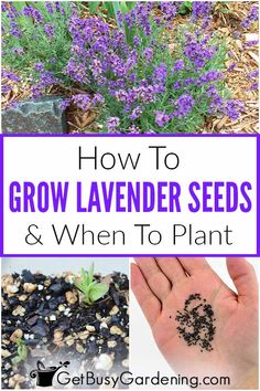 how to grow lavender seeds and when to plant them