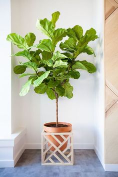 a potted plant sitting on top of a wooden stand next to a door way