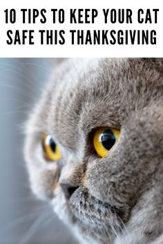 a gray cat with yellow eyes looking at the camera and text overlay reads 10 tips to keep your cat safe this thanksgiving