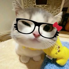 a cat wearing glasses and a yellow toy