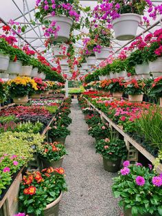 many potted plants are lined up in the greenhouse with flowers hanging from the ceiling