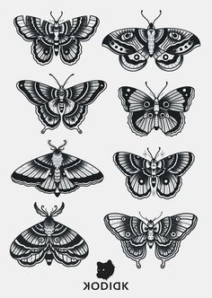 six different moths in black and white on a light gray background with the words kiddok written