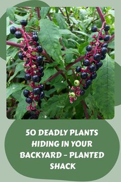 some black berries are growing on a plant with the words 50 deadly plants hiding in your backyard - planted shack