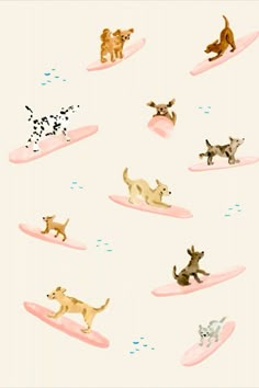 there are many different dogs on the surfboard