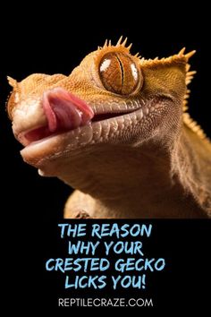 a gecko with its mouth open and the caption reads, the reason why your crested gecko licks you