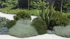 a garden area with various plants and shrubs