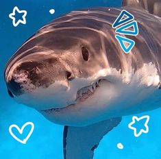 a close up of a shark swimming in the water with hearts and stars around it