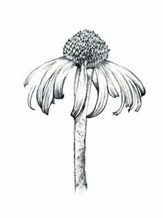 a drawing of a flower on a white background