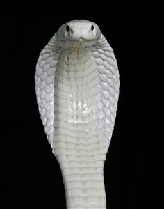 a white snake with its mouth open and it's head in the shape of a cobra