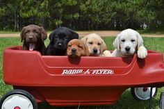 four puppies are sitting in a red wagon