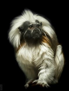 a white and brown monkey sitting on top of a black background