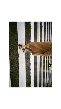 a cow standing on the side of a road next to a white and black striped wall