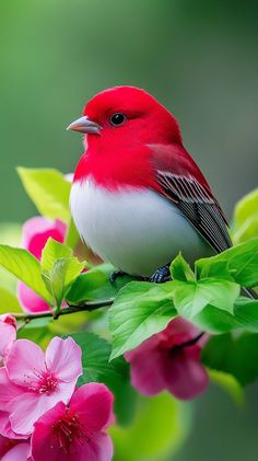 a red and white bird is sitting on a branch with pink flowers