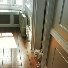 a small white dog standing in front of a wooden floor next to a radiator